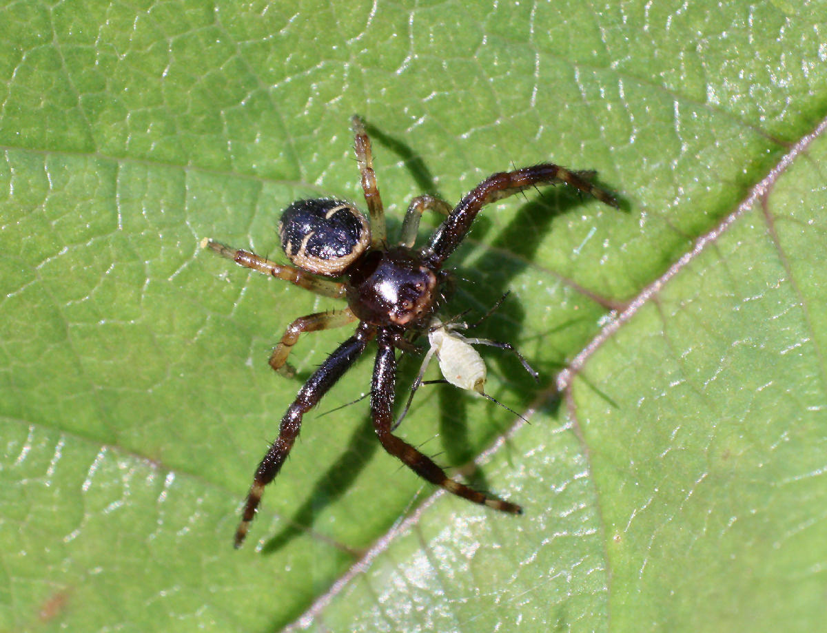 Synema globosum - Lesmo (MB)